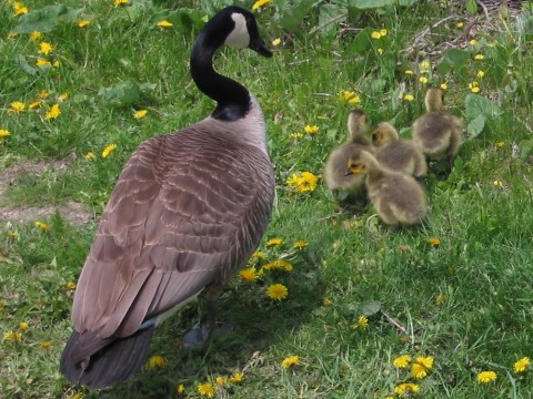 [mother on grass with goslings]