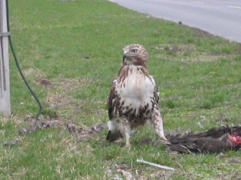 [hawk looking to the left]