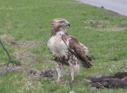 [hawk looking to the right]